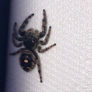 Meet your Posher, Timothy